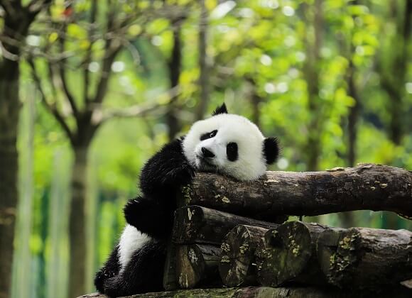 2. Panda Chengdu Sichuan