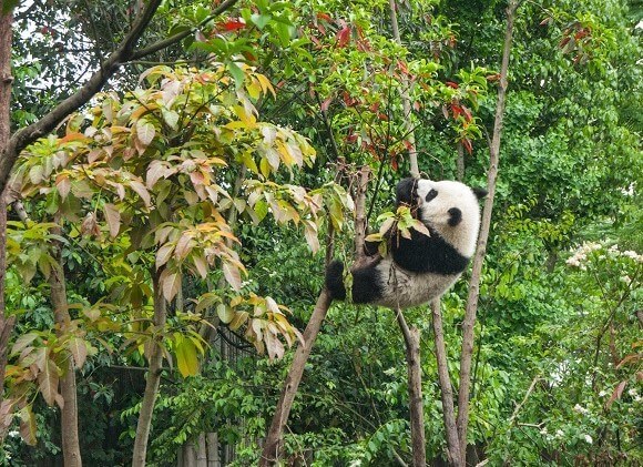 2. Panda Chengdu Sichuan