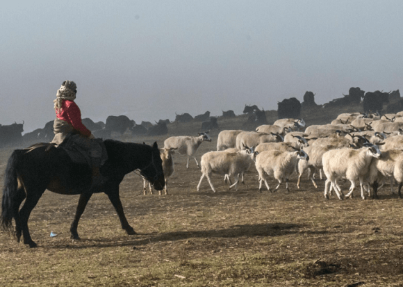 7. Le berger garde ses moutons Langmusi