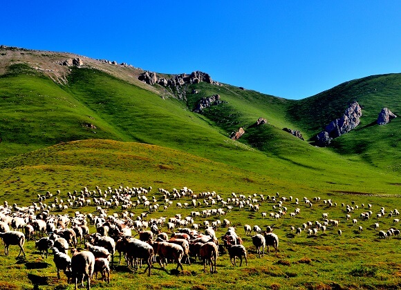 8. Les Moutons Rouergai