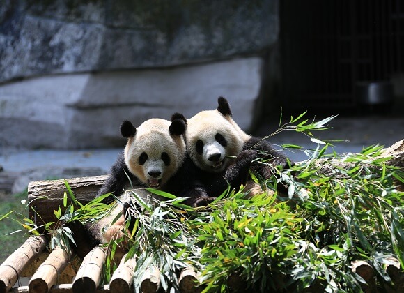 Centre des pandas géants