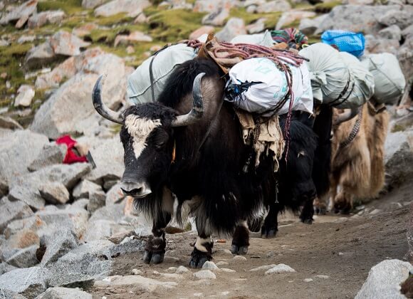 Yaks